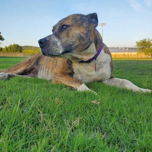 Meet your Posher, Alyssa - Picture 1 of 1